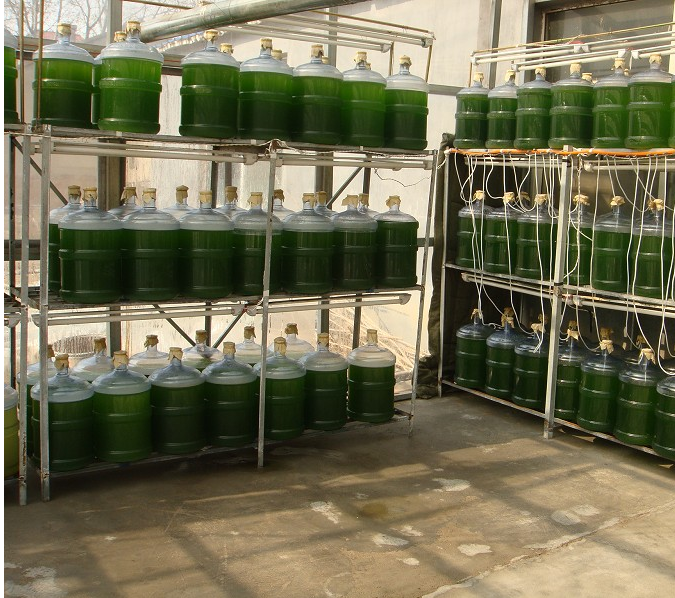 使用生物藍藻滅前后對比