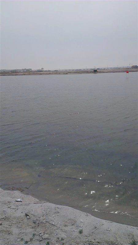 使用紫荊花產(chǎn)品海參池塘水色